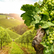 V vinogradništvo prihajajo pametni sodi in digitalizacija vinogradov