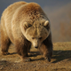 Medvedka, ki je v Italiji smrtno poškodovala tekača, se seli v Nemčijo