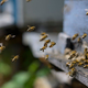 Čebelarska zveza za izdatnejšo finančno pomoč čebelarjem