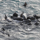 Pretresljiv video družine delfinov, preden so jih večino ubili japonski lovci