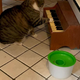 Maček Winslow na lakoto opozori z igranjem na klavir