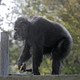 V San Franciscu poginil najstarejši moški šimpanz v ZDA