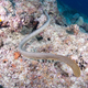 Novo odkritje: Ne zaradi ogroženosti, morske kače napadejo zaradi parjenja