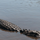 V aligatorju našli človeške ostanke, domnevno pogrešanega v orkanu Ida