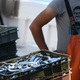 Umaški ribiči: Nov režim ribolova je predvolilni bombonček Janše