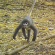 Med 224 novimi vrstami tudi opica z belimi obroči okrog oči