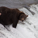 Tekmovanje debelih medvedov na Aljaski: okronali 635-kilogramskega samčka