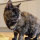26-letna Flossie je najstarejša mačka na svetu