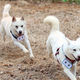 Novi južnokorejski predsednik ne želi skrbeti za psa 'prijateljstva'