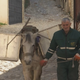 Na Kosovu, ker so ulice ozke in strme, smeti odnašajo s pomočjo konja