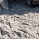 Na plažo Floride naplavilo trimetrsko kladvenico