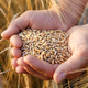 Zaradi vojne bo Ukrajina pridelala za tretjino manj pšenice