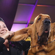 Bloodhound prvič v 146-letni zgodovini najlepši pes newyorške razstave