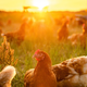 Na Tajski kmetiji piščance namesto z antibiotiki krmijo s konopljo