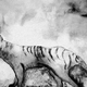Znanstveniki načrtujejo ponovno oživiti tasmanskega tigra