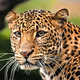 Izmuzljivi leopard še vedno na begu