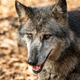 V Sloveniji okoli 120 volkov: 'Poseg v populacijo je skrajna možnost'