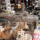 Bo kmalu konec tradicionalnega uživanja pasjega mesa v Južni Koreji?