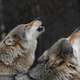 Evropska komisija bi zmanjšala zaščito volkov