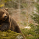 Sodišče v Trentu ponovno zadržalo odstrel dveh medvedov