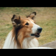 Lassie se vrača na velika platna