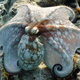 Prva farma hobotnic na svetu vznemirja znanstvenike