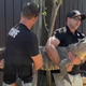 Po 20 letih v živalski vrt vrnili ukradenega aligatorja