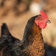Do 85-odstotne podražitve: kokoši so mrtve, cene jajc pa astronomske