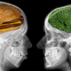 Pomanjkanje hranil vpliva na razvoj nevrodegenerativnih bolezni