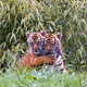 Ljubki posnetki igre kritično ogroženih mladičev sumatranskih tigrov