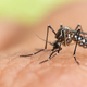 Boj proti komarjem: da bo akcija uspešna, je ključno sodelovanje javnosti