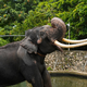 Slon, ki naj bi ga mučili v templju na Šrilanki, se je vrnil domov