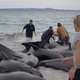 V Avstraliji evtanazirali 43 nasedlih kitov