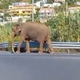 Slon zbežal iz cirkusa in se sprehodil po ulicah Kalabrije