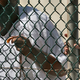 Zaporniki v Guantanamu: 'Psihološke bolečine, prisilno hranjenje, grozna mučenja'