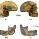 Antropologi našli 300.000 let staro kost neznanega človeškega rodu