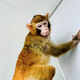 Kitajski znanstveniki klonirali prvo zdravo opico