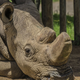 Pomemben preboj: bodo severni beli nosorogi še korakali po svetu?
