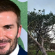 David Beckham pokazal škodo na svojem posestvu v Angliji: Lahko bi bilo huje