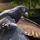 Po osmih mesecih izpustili kitajskega 'vohunskega' goloba