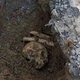 Identificirali posmrtne ostanke, ki jih je zdravnik zakopal pod fontano