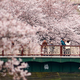 ČAROBNO CVETENJE ČEŠENJ: Japonci bodo uživali v vonju in pogledu na belo-rožnate cvetove (FOTO, VIDEO)