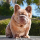 Najdražji pes na svetu: puhasta bež dlaka, zlate oči in velika lica