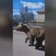 Medveda, ki je poškodoval pet oseb, izsledili in ustrelili