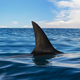 Britanski turist po napadu morskega psa na intenzivni negi