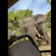 Slon napadel turiste na safariju, umrla Američanka