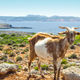 Italijanski otok koze 'brezplačno' ponuja vsem, ki jih lahko ujamejo