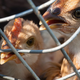 WHO opozarja na nevarnost širjenja ptičje gripe med sesalci