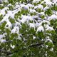 Sneg v aprilu: pred osmimi leti na praznični dan hud snegolom