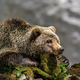 Ministrstvo v letošnjem letu dovolilo odstrel 176 medvedov
